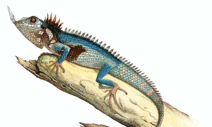Harpesaurus