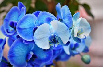 Orchideje