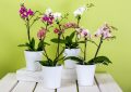 Orchideje