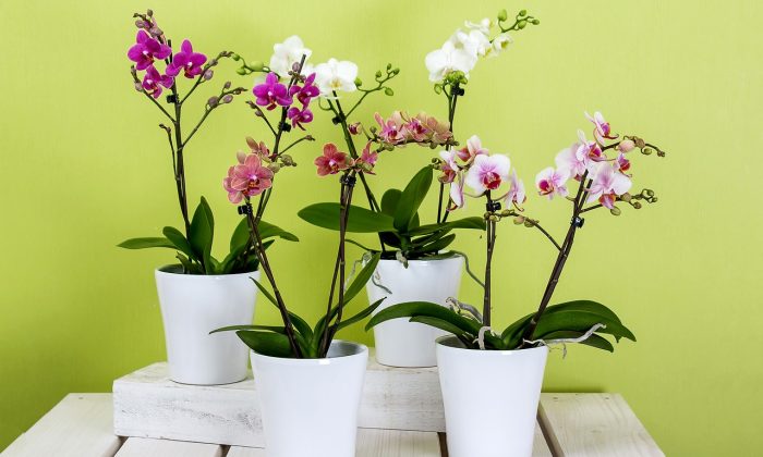 Orchideje