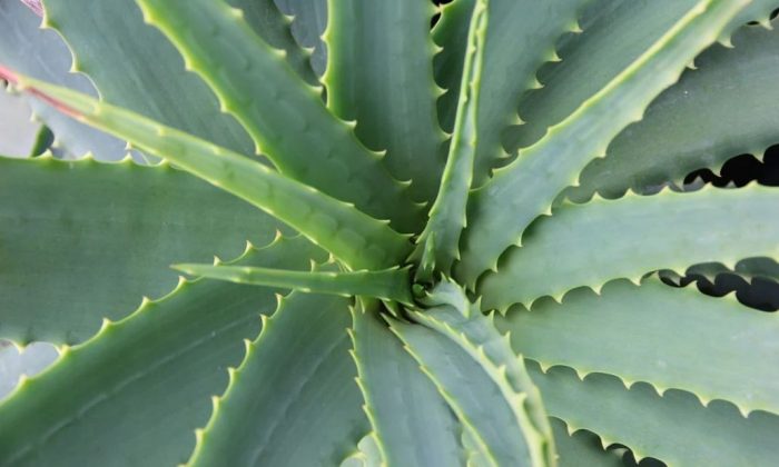 Aloe vera