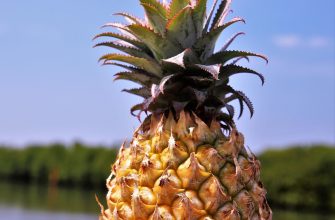 Ananas