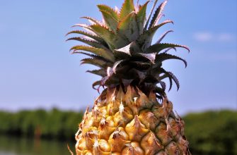 Ananas