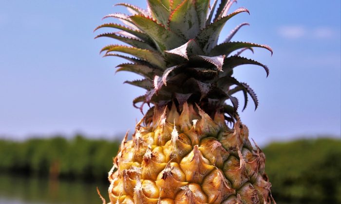 Ananas