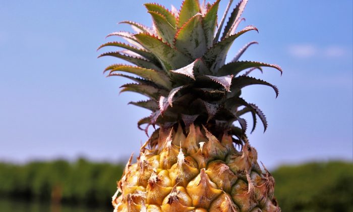 Ananas