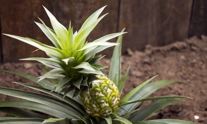 Ananas