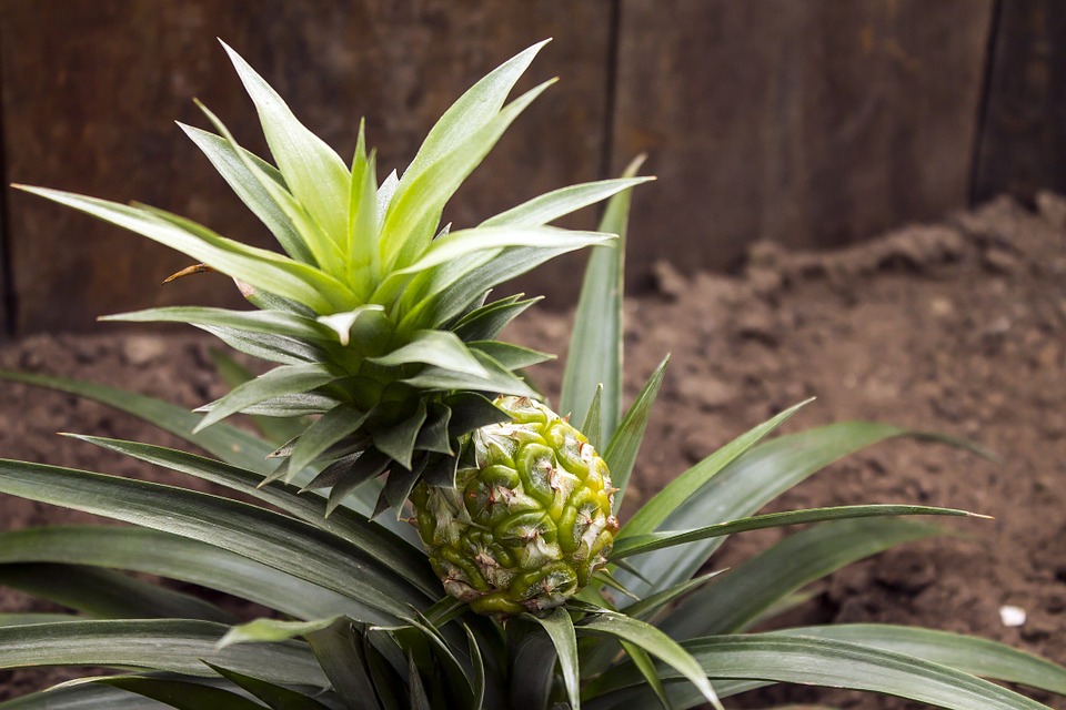Ananas Raste Jak pěstovat ananas přinesený z obchodu