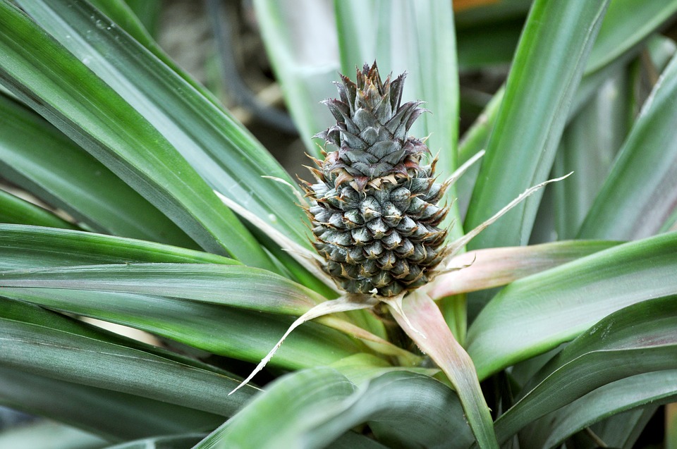 Ananas