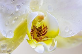 Orchidej