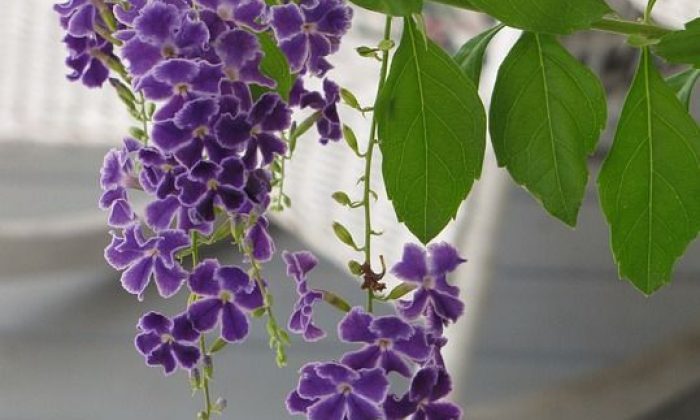 Duranta