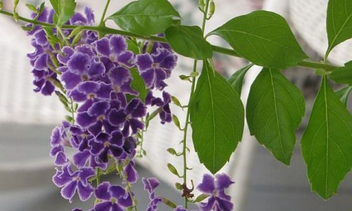 Duranta