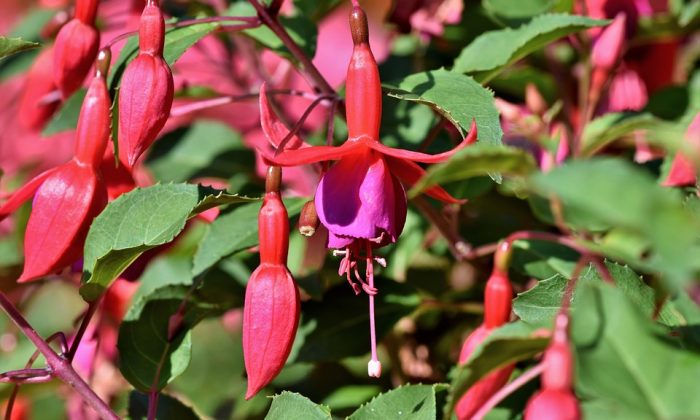 Fuchsie