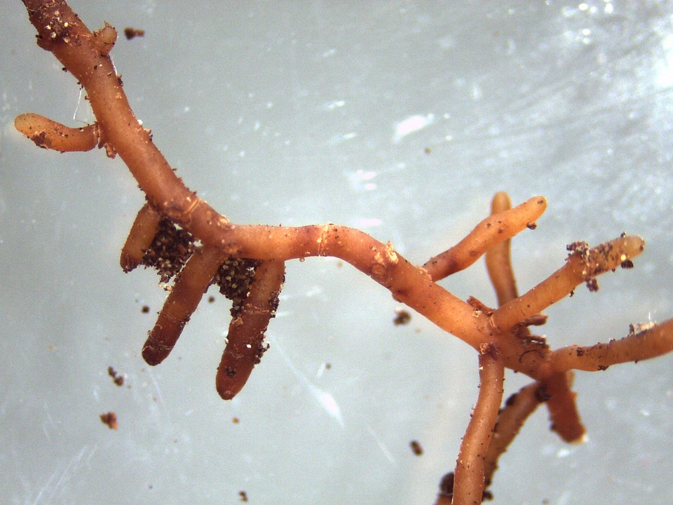 Mykorhiza