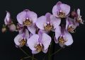 Orchidej