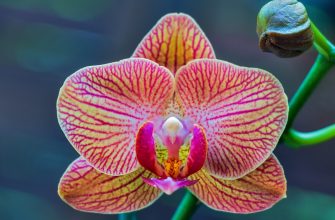 Orchidej