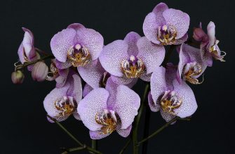 Orchidej