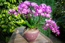Orchidej