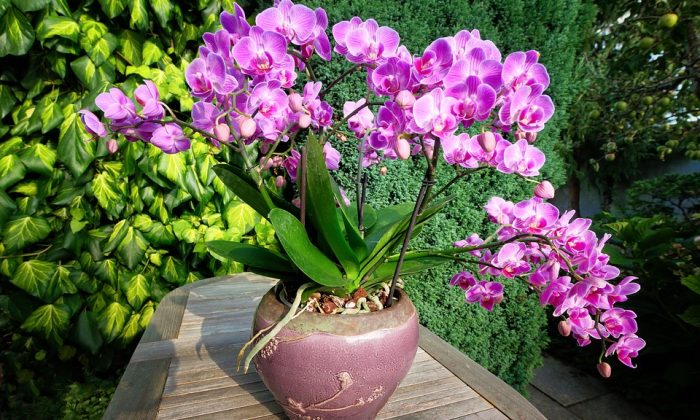 Orchidej