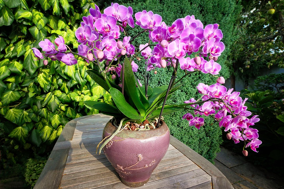 Orchidej