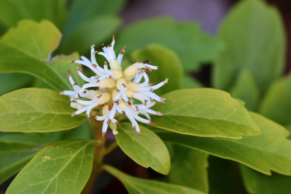 Pachysandra