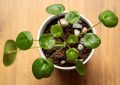 Pilea