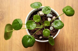 Pilea