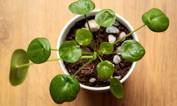 Pokojovky Pilea: Kompletní Průvodce Pěstováním a Péčí