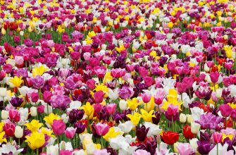 Tulipány
