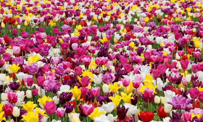 Tulipány