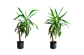 Yucca