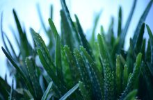 Aloe