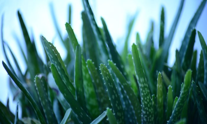 Aloe