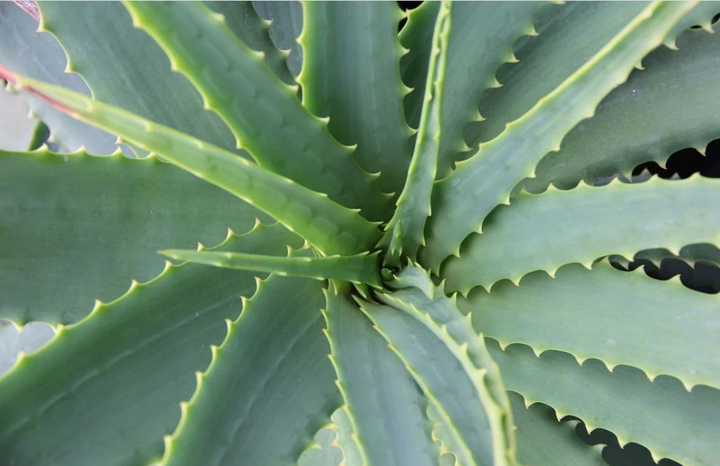 Aloe vera