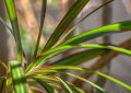 Dracena