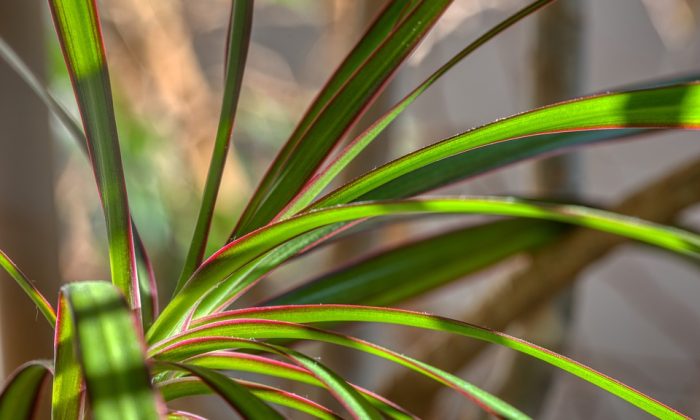 Dracena