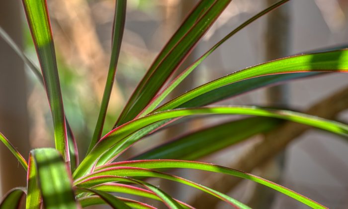 Dracena