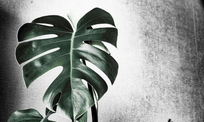Monstera