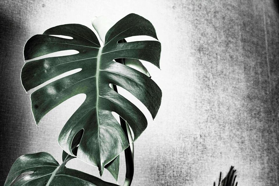 Monstera