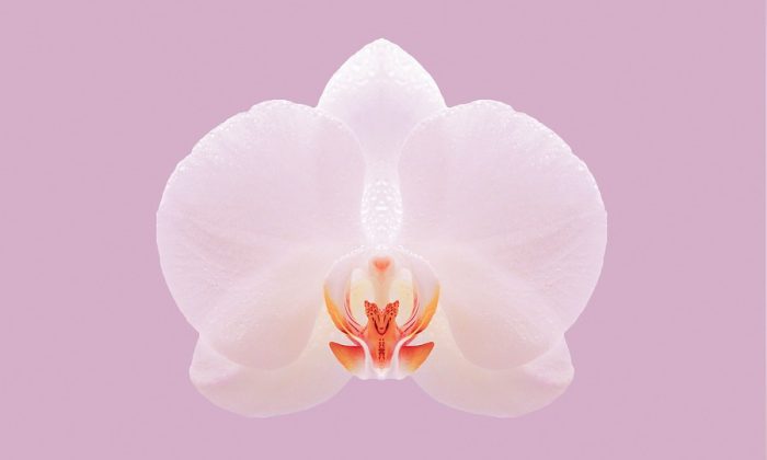 Orchidej