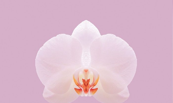 Orchidej