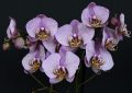 Orchidej