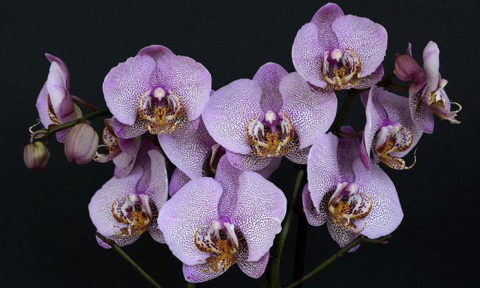 Orchidej