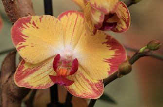 Orchidej