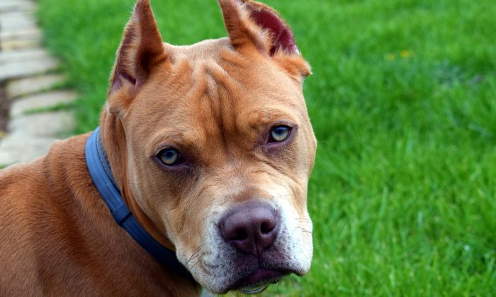 Pitbul