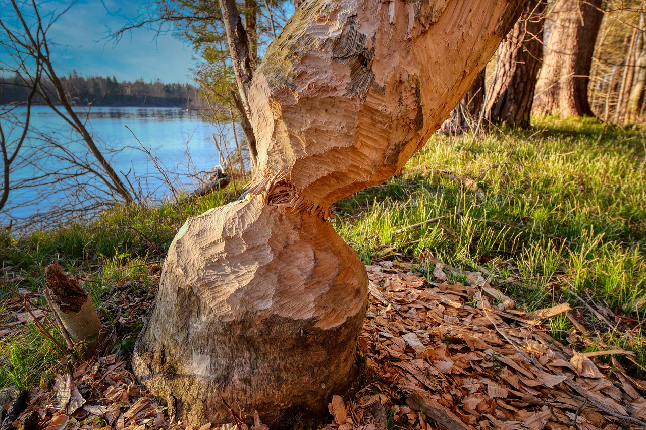 Strom okousaný od bobra