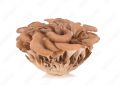 Maitake
