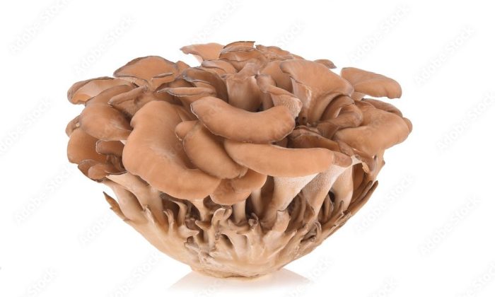 Maitake