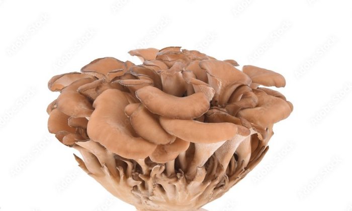 Maitake