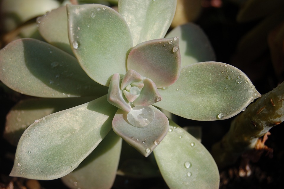 Graptopetalum