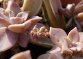 Graptopetalum